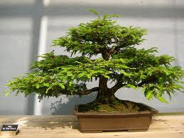 bonsai, cây thế